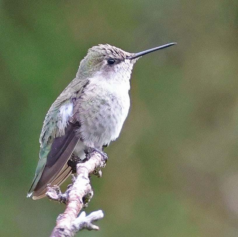 Anna's Hummingbird - ML605070451