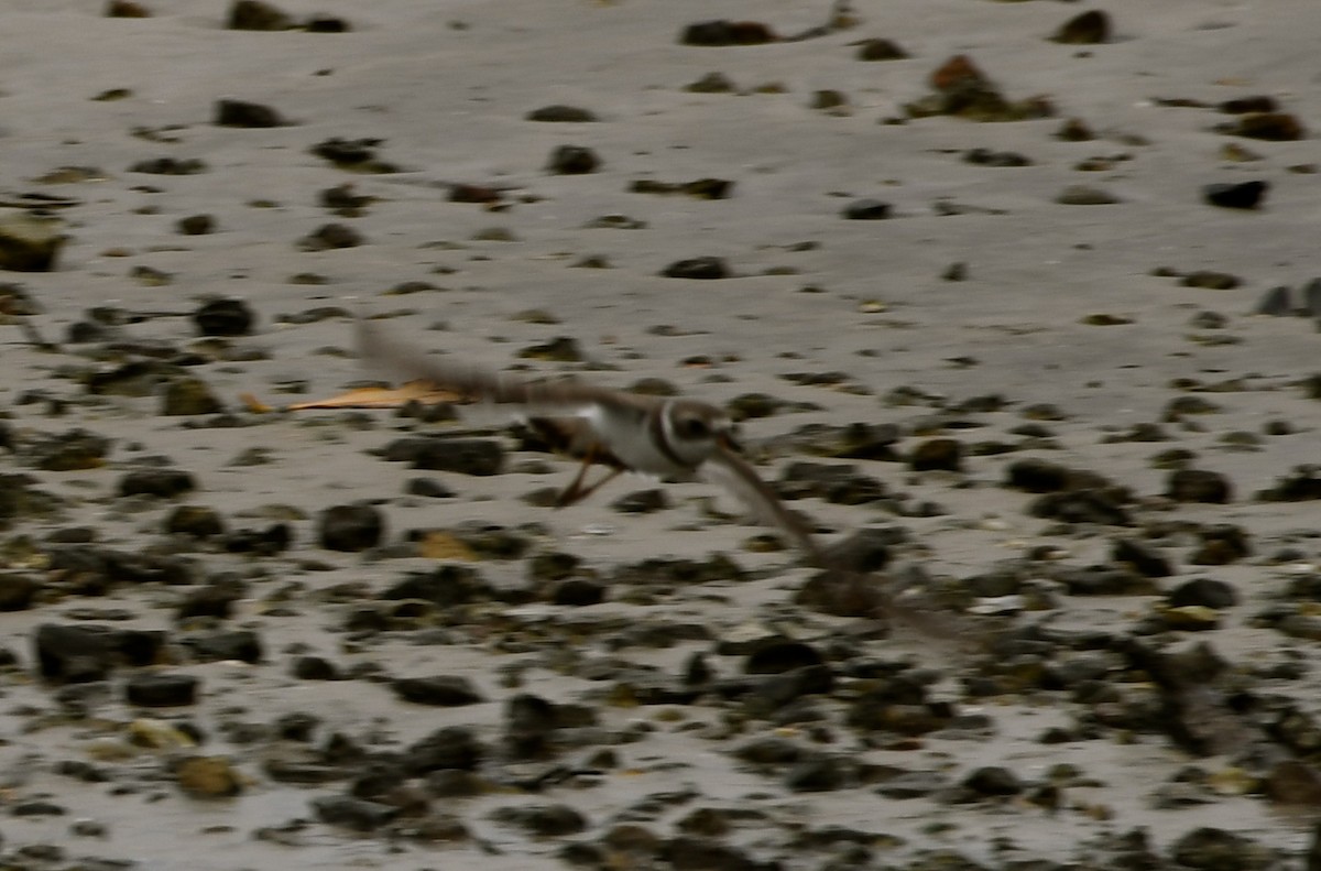 Semipalmated Plover - ML60507231