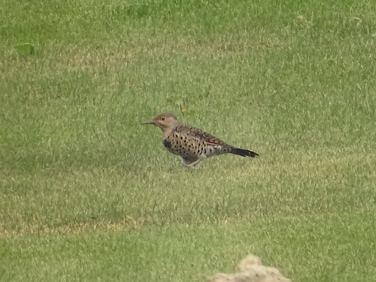 Northern Flicker (Yellow-shafted x Red-shafted) - ML605072551