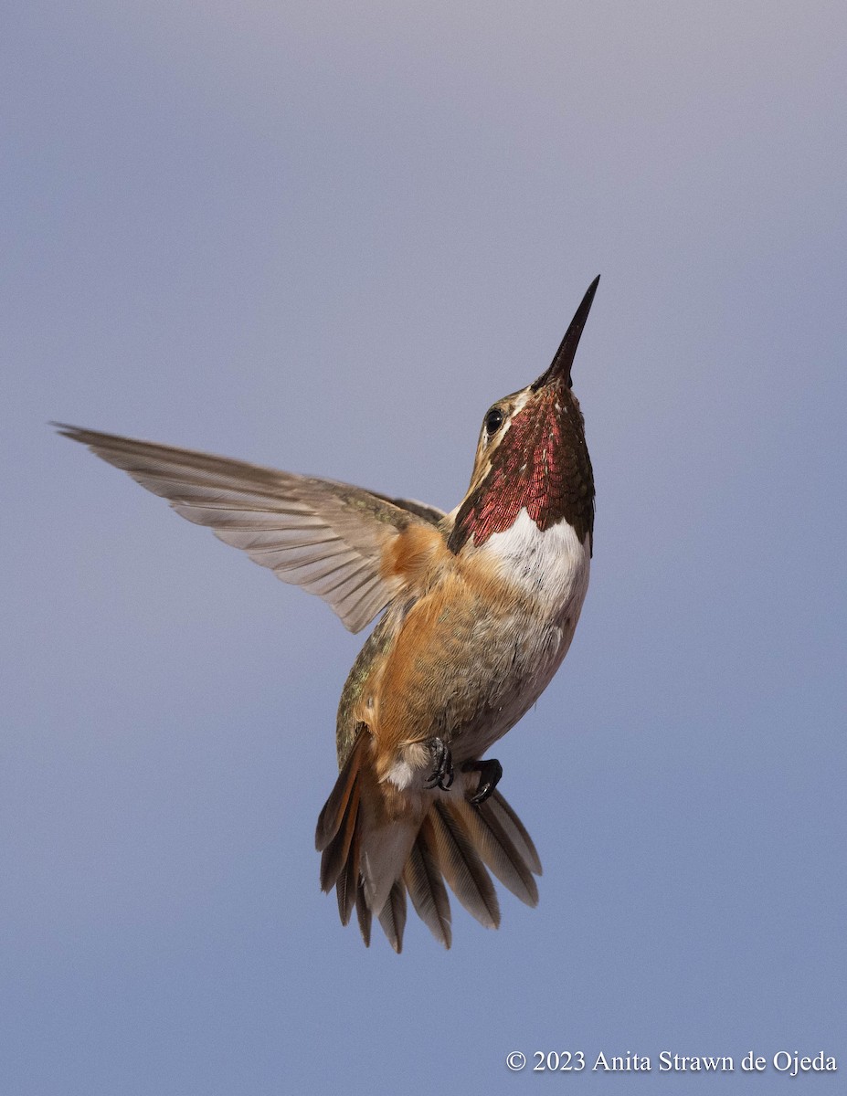 Calliope x Rufous Hummingbird (hybrid) - Anita Strawn de Ojeda