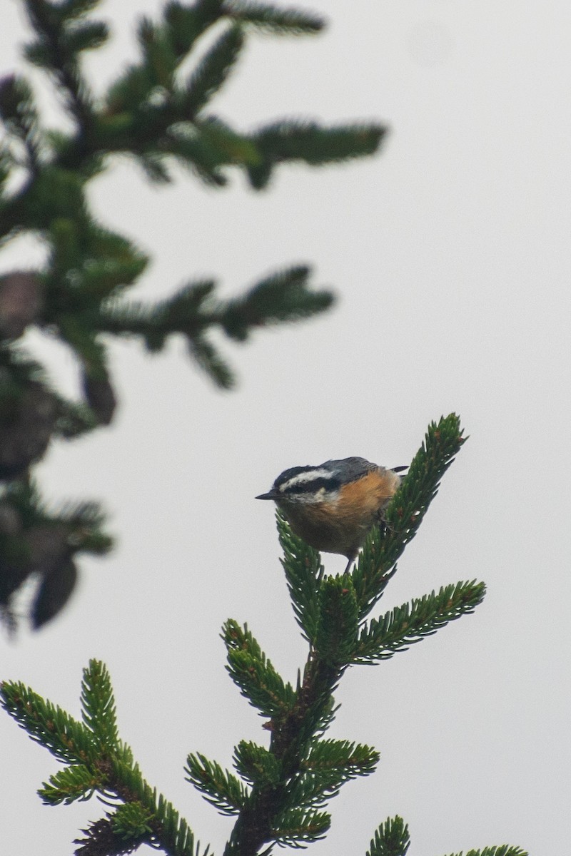 Red-breasted Nuthatch - ML605081651