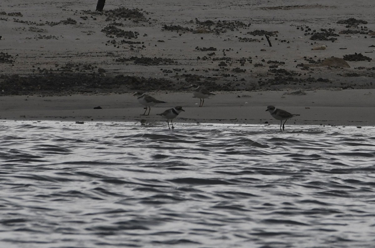 Semipalmated Plover - ML60508491