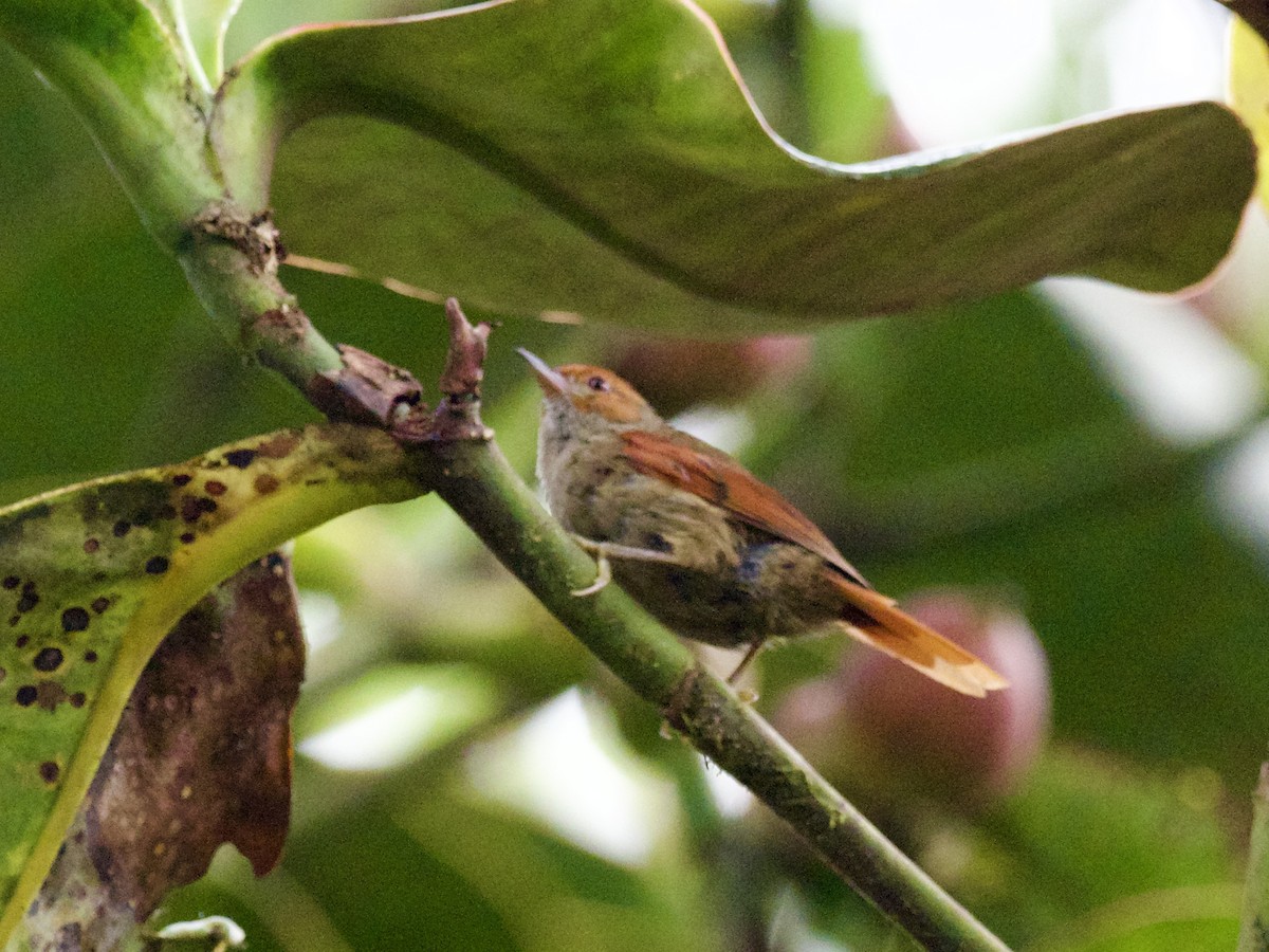 Red-faced Spinetail - ML605086341