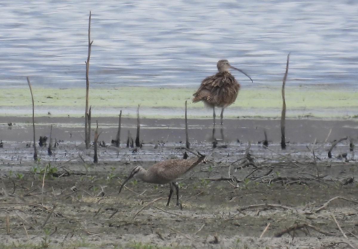 Whimbrel - ML605090901