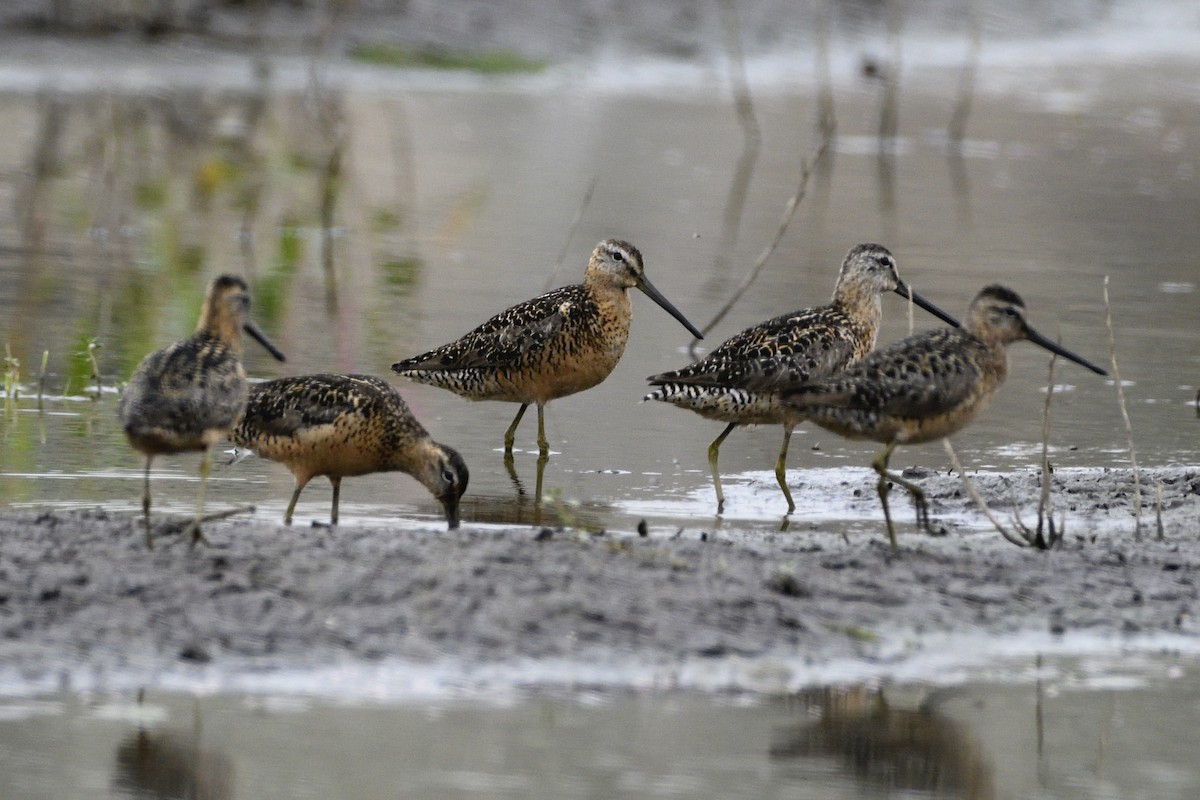 Long-billed Dowitcher - ML605095801