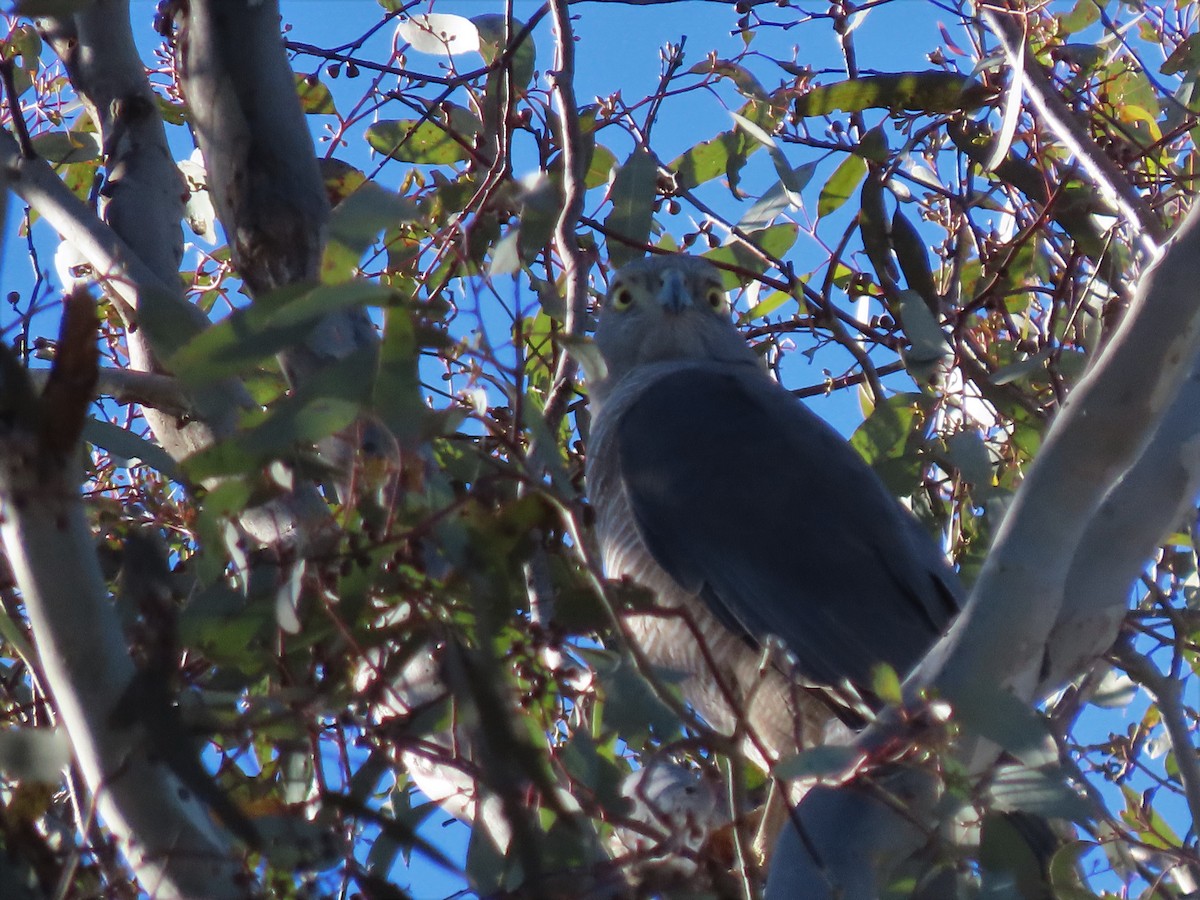 Ebird Australia Checklist Aug Mt Ainslie Nature Reserve