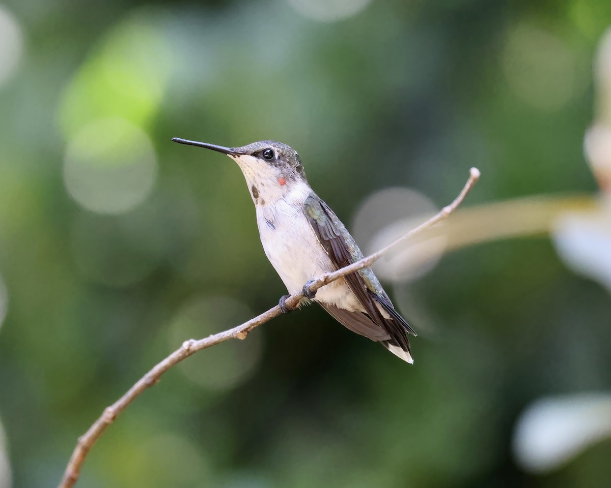 Ruby-throated Hummingbird - Debbie Kosater