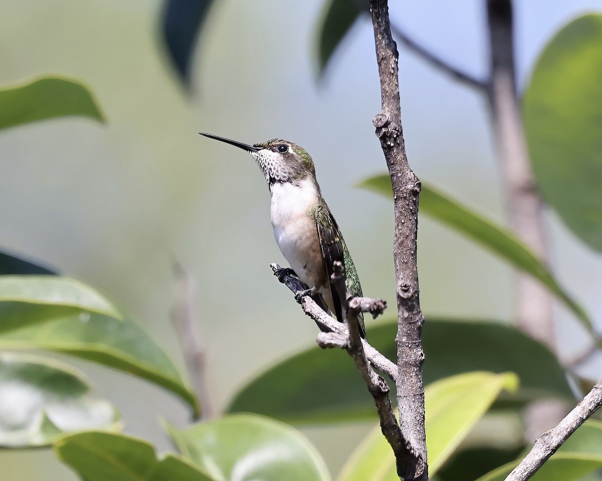 Ruby-throated Hummingbird - Debbie Kosater