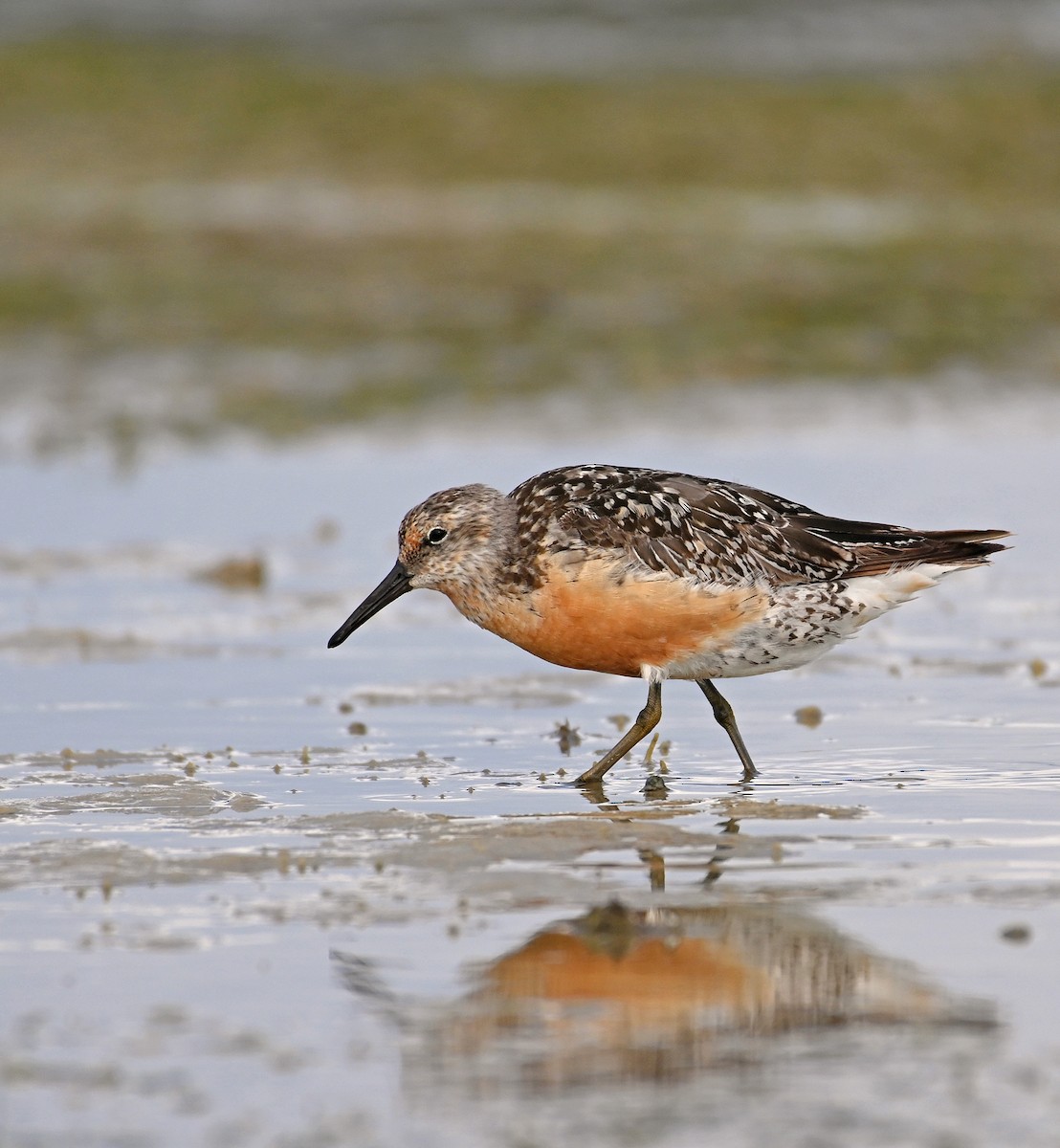 Red Knot - ML605099991