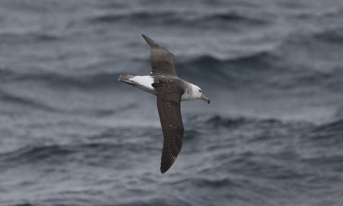 Black-browed Albatross - ML60510251