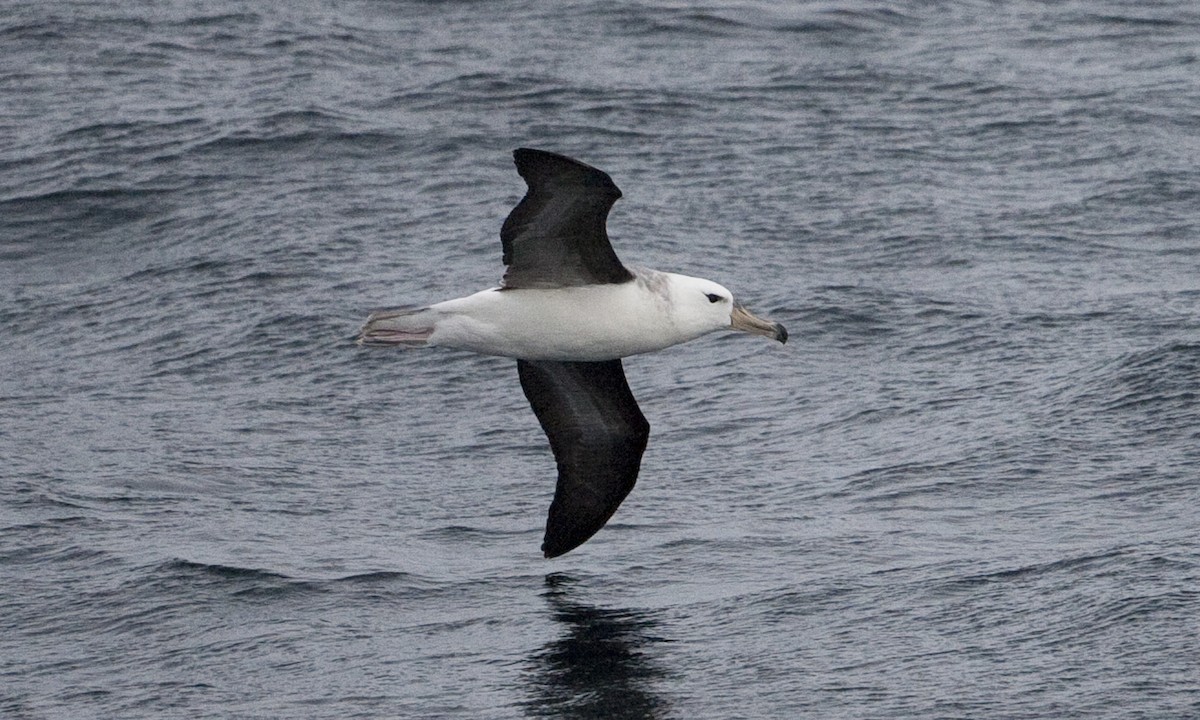 Black-browed Albatross - ML60510261