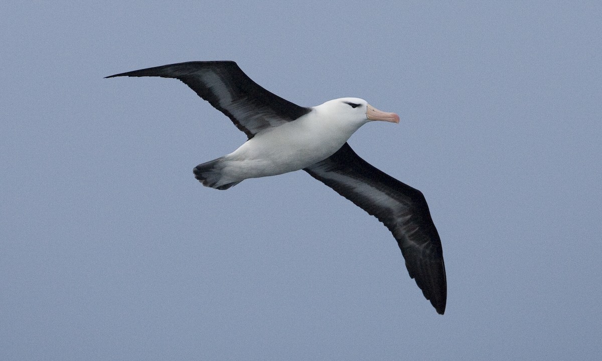 Black-browed Albatross - ML60510271
