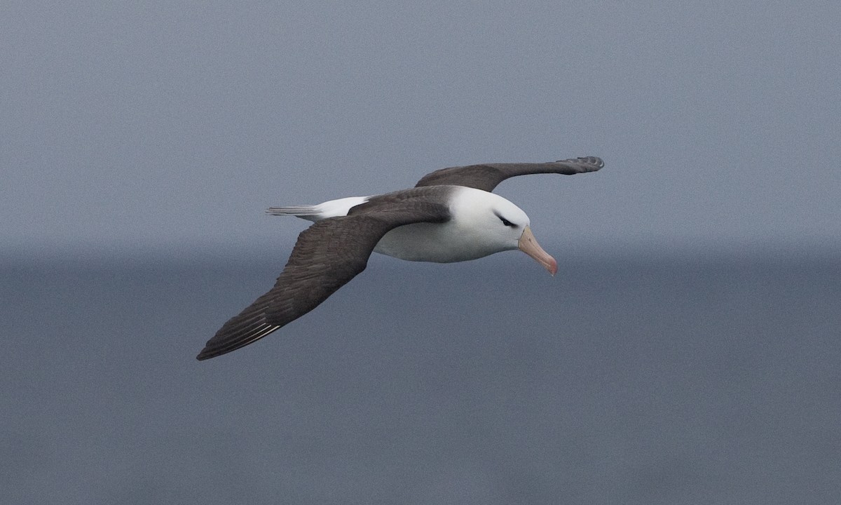 Albatros Ojeroso - ML60510281
