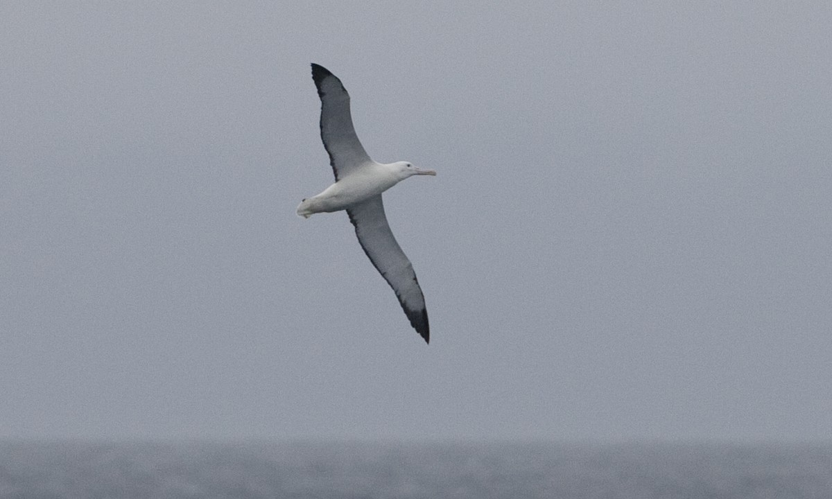 Albatros Real del Sur - ML60510291