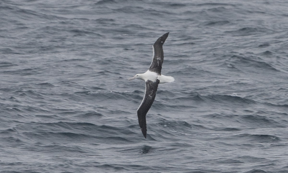 Southern Royal Albatross - ML60510301