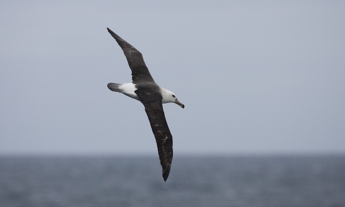 Black-browed Albatross - ML60510311