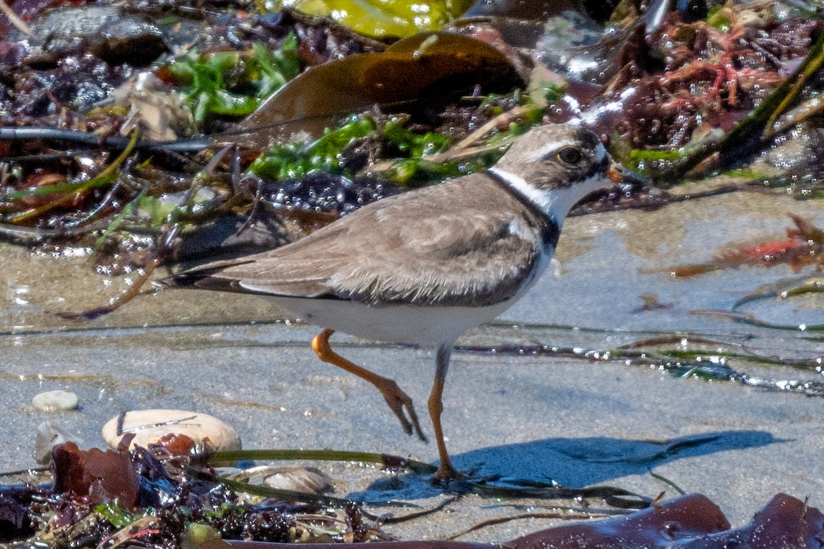 Semipalmated Plover - ML605104491
