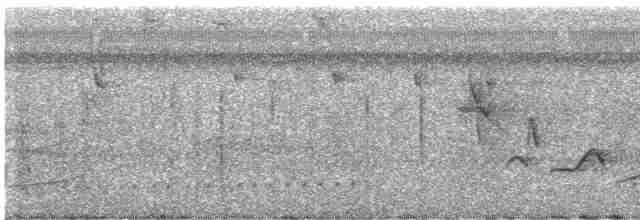 Kara Gagalı Koca Tohumcul - ML605106181