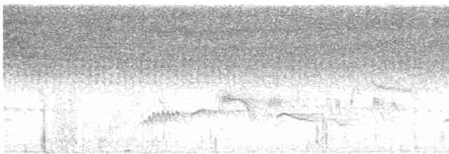 Fork-tailed Drongo-Cuckoo - ML605111041
