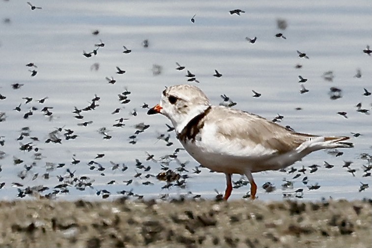 Piping Plover - ML605112141