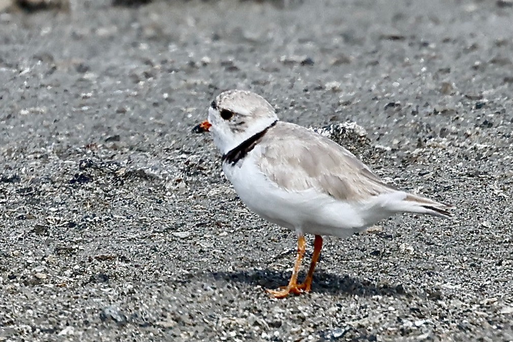 Piping Plover - ML605112151