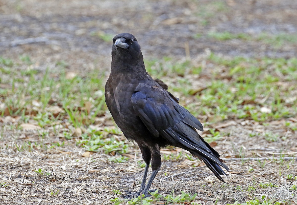 American Crow - ML60511731