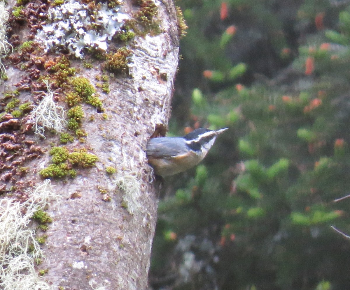 Red-breasted Nuthatch - Marilyn Westphal