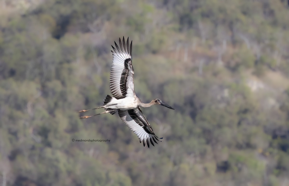 Black-necked Stork - ML605128951