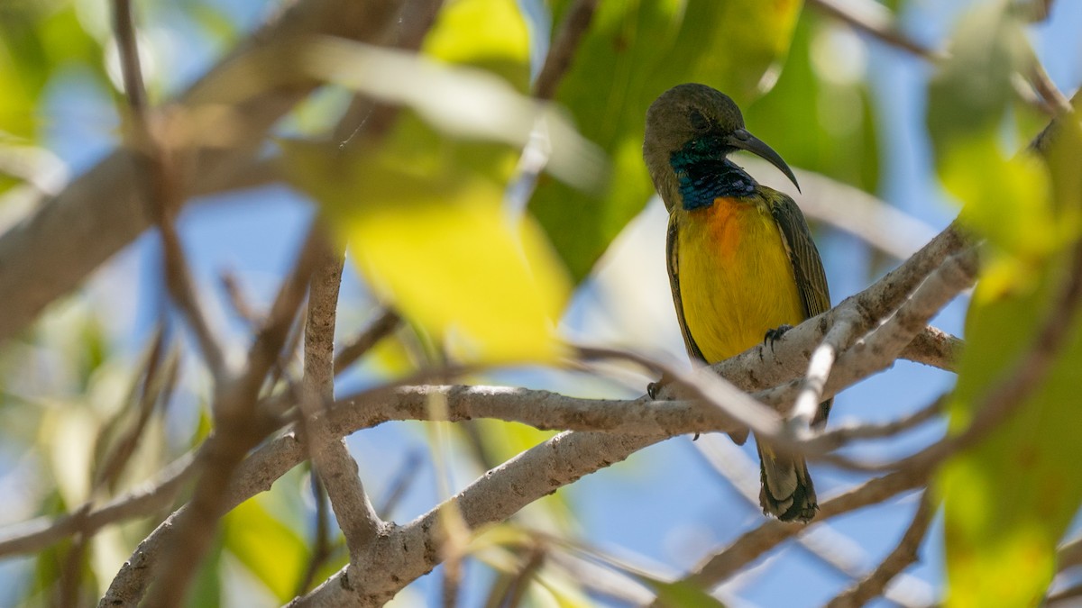 Apricot-breasted Sunbird - Javier Cotin