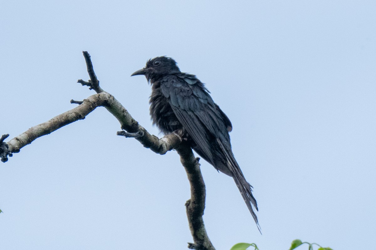 Fork-tailed Drongo-Cuckoo - ML605133101