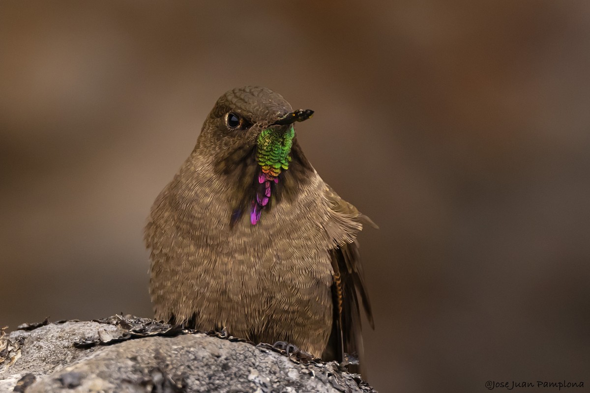 Olivaceous Thornbill - ML605134831