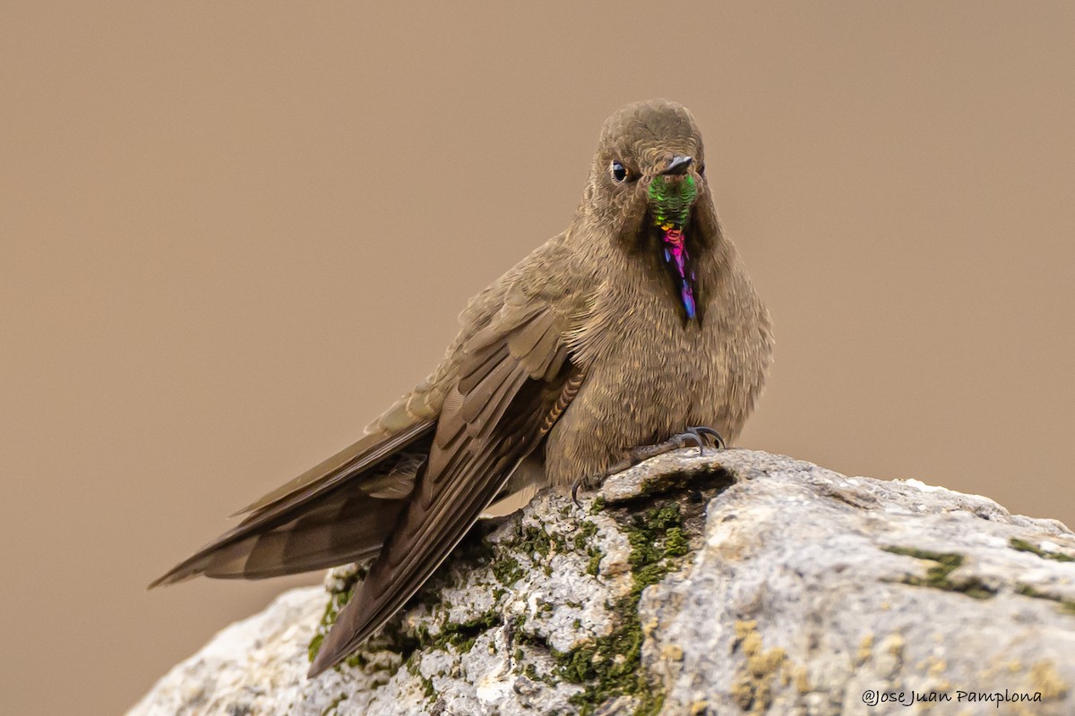 Olivaceous Thornbill - ML605134851