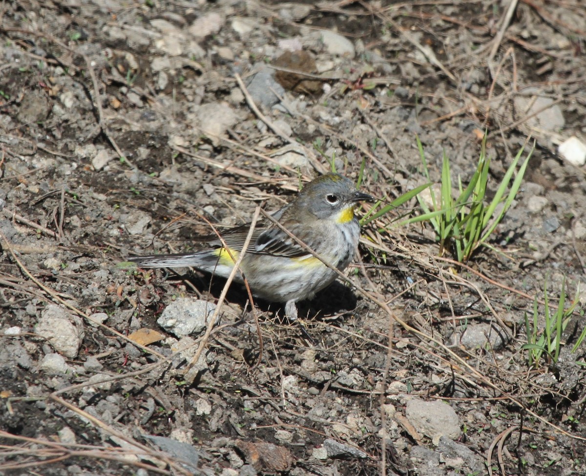 Yellow-rumped Warbler (Audubon's) - ML60513811