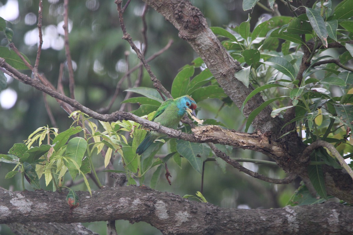 Blue-throated Barbet (Red-crowned) - ML605139781