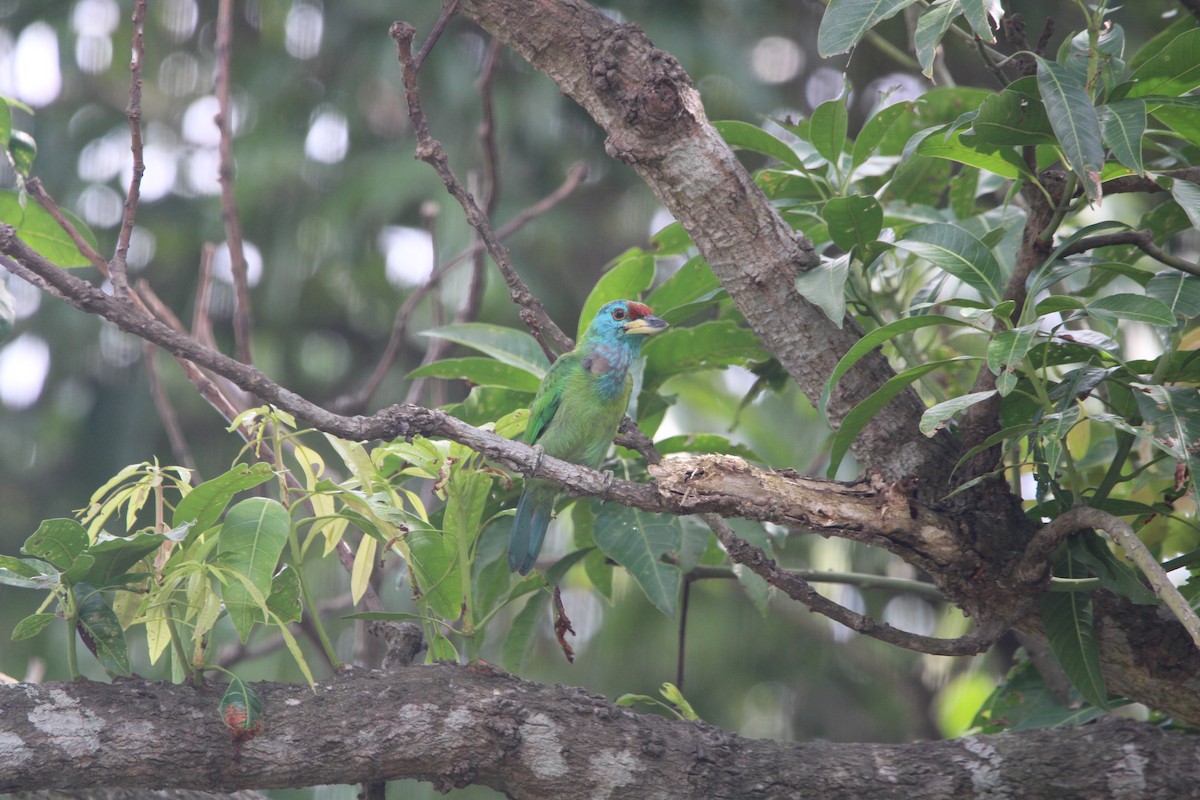 Blue-throated Barbet (Red-crowned) - ML605139791