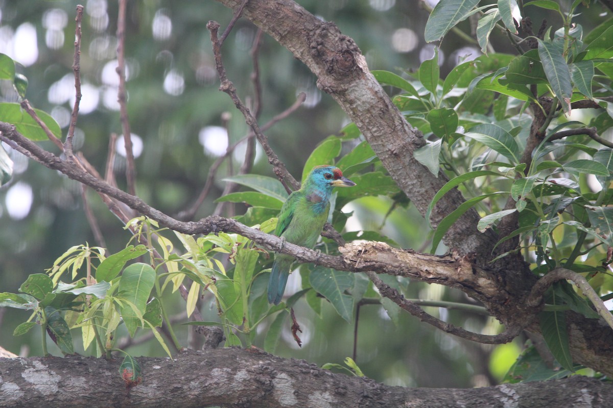 Blue-throated Barbet (Red-crowned) - ML605139801