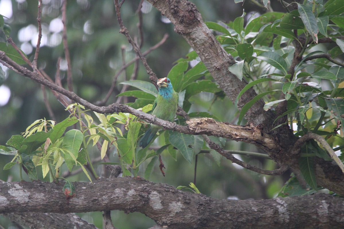 Blue-throated Barbet (Red-crowned) - ML605139811
