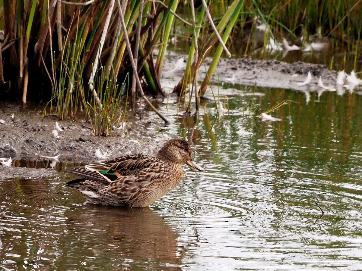 Green-winged Teal - ML605141001