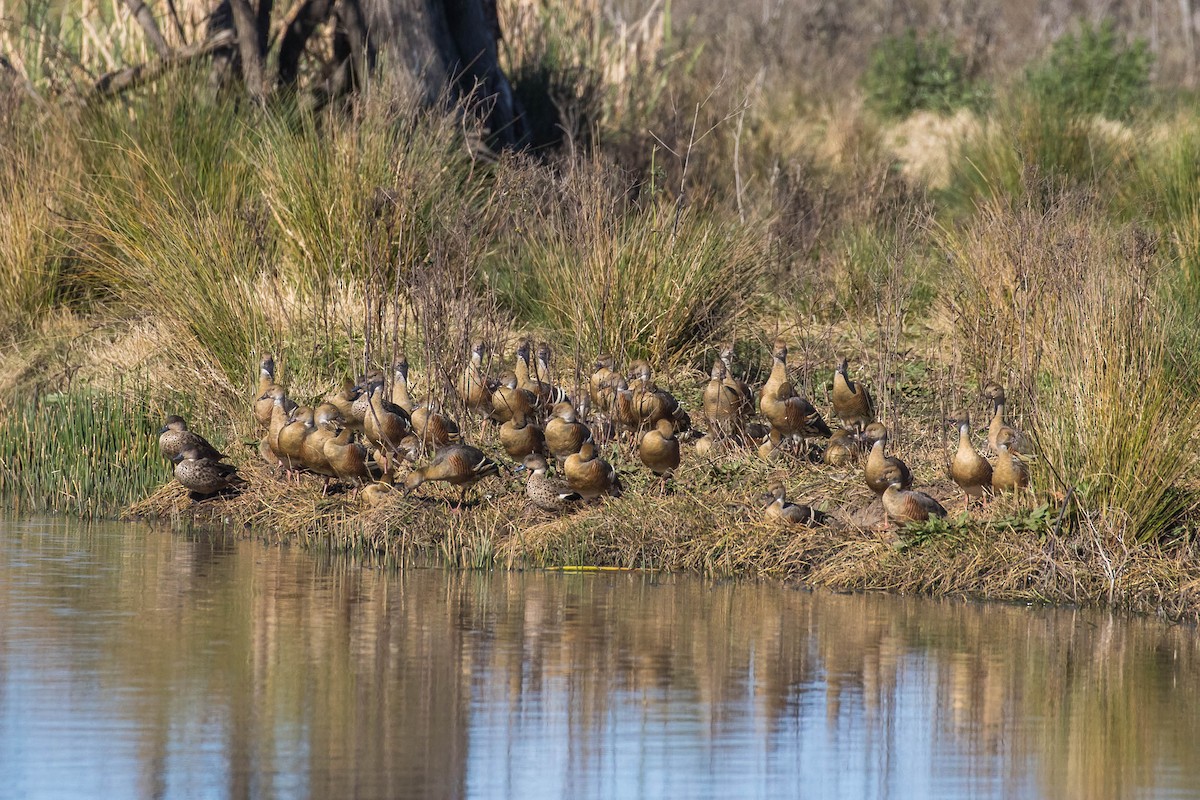 eBird Checklist 20 Aug 2023 Doughboy Hollow, Singleton 9 species