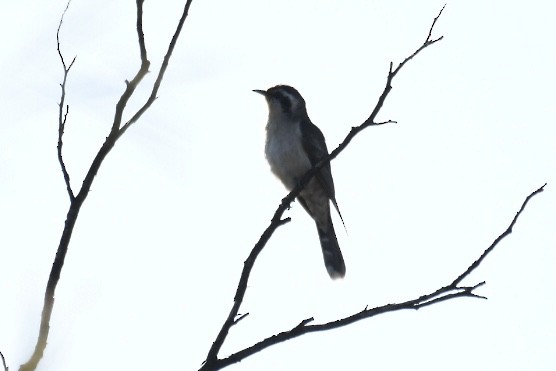 Black-eared Cuckoo - ML605143071