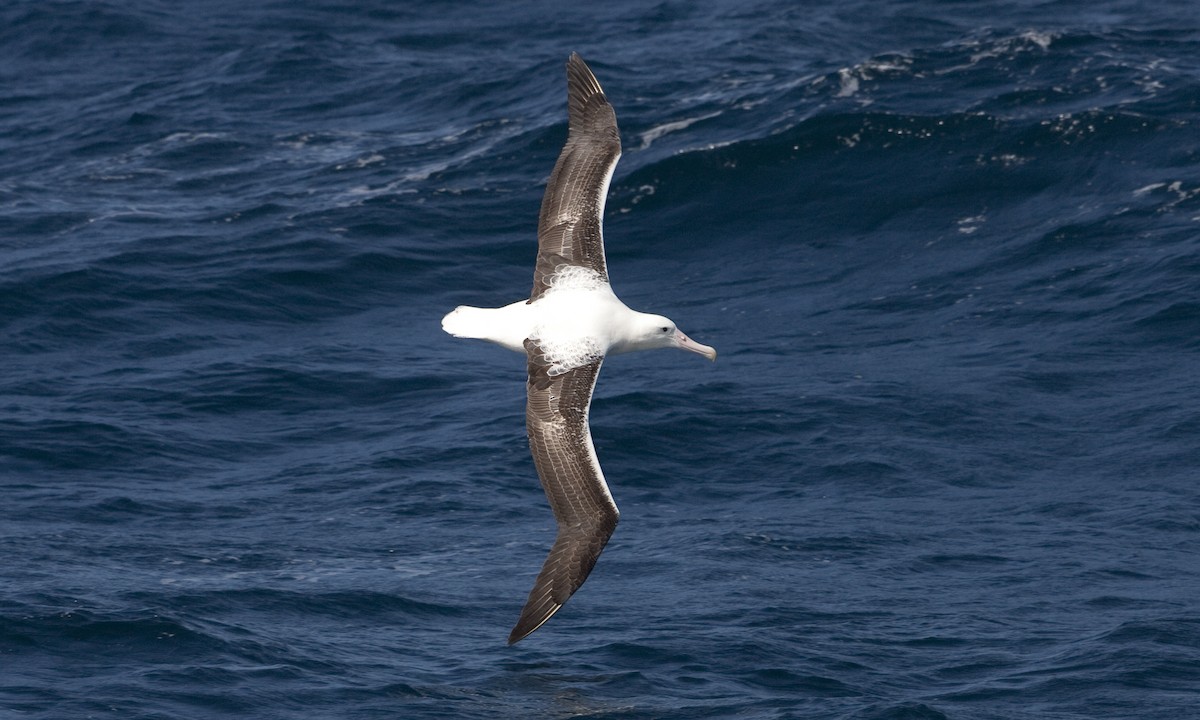 Southern Royal Albatross - Brian Sullivan