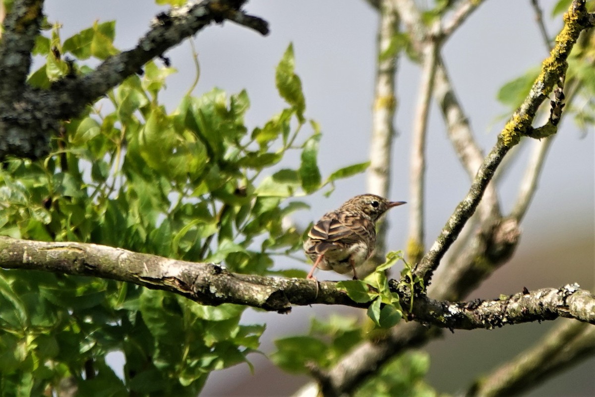 Meadow Pipit - ML605147211