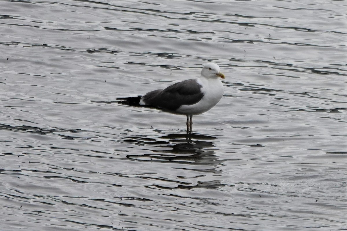 Lesser Black-backed Gull - Roger smith