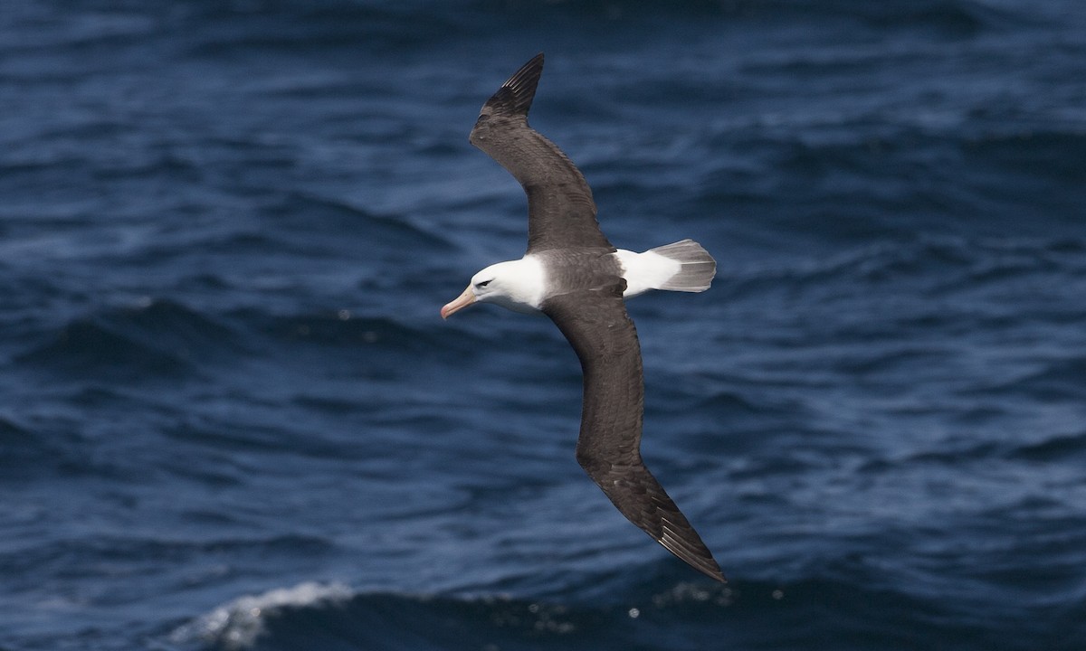 Black-browed Albatross - Brian Sullivan