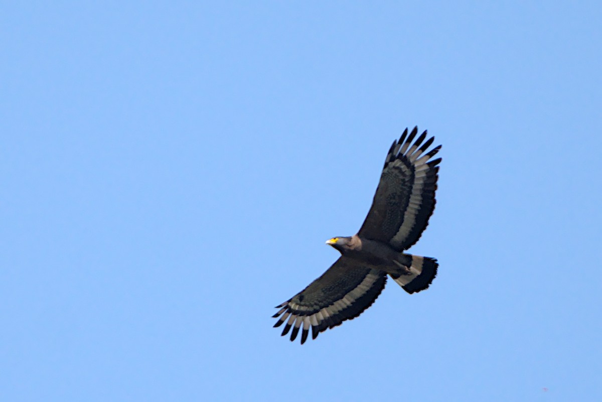 Crested Serpent-Eagle - ML605148211