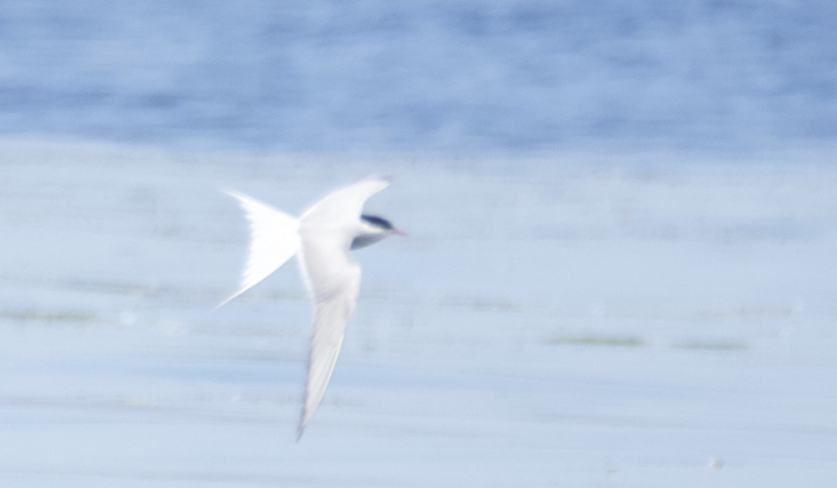 Arctic Tern - Nadine D