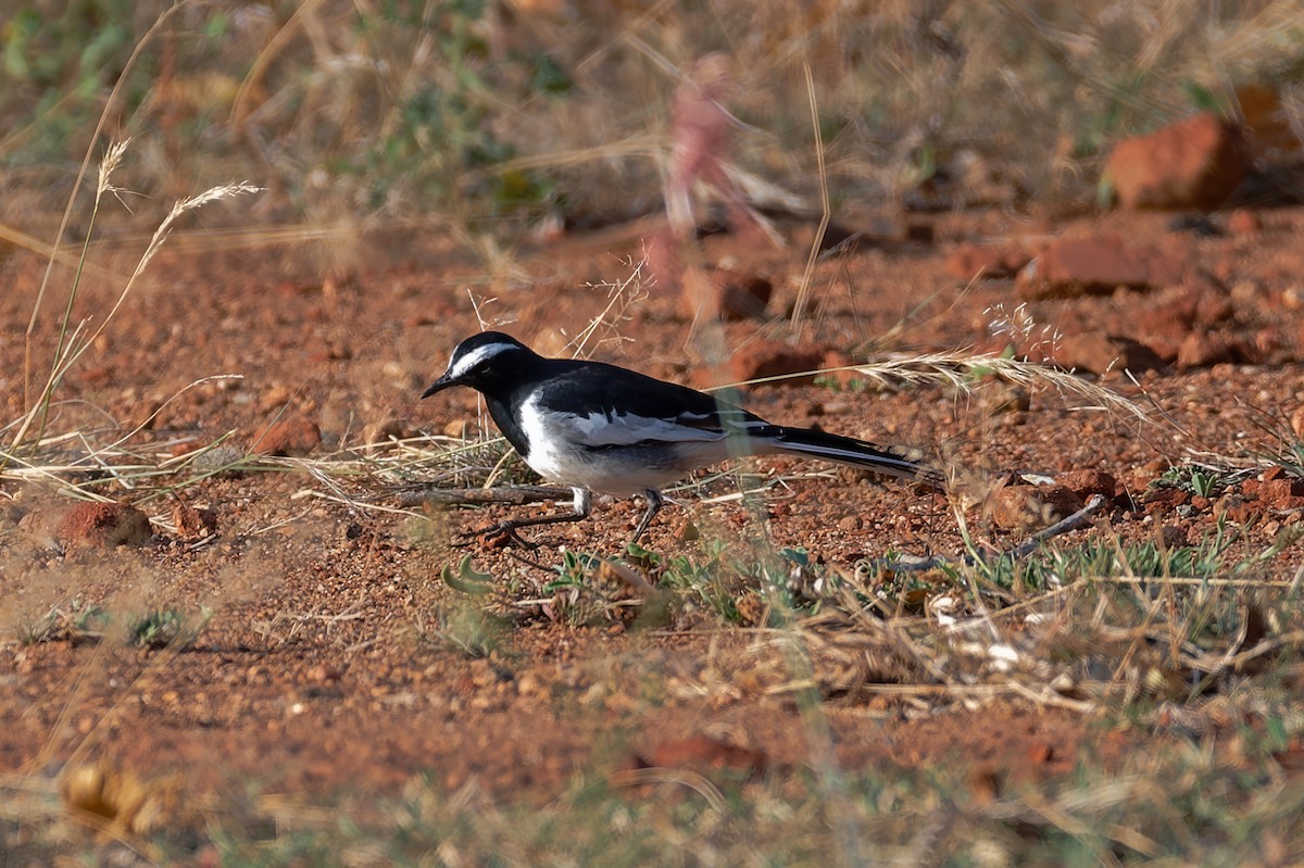 White-browed Wagtail - ML605151401