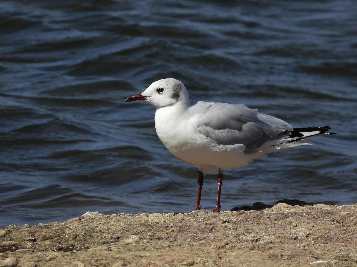 Mouette rieuse - ML605152311