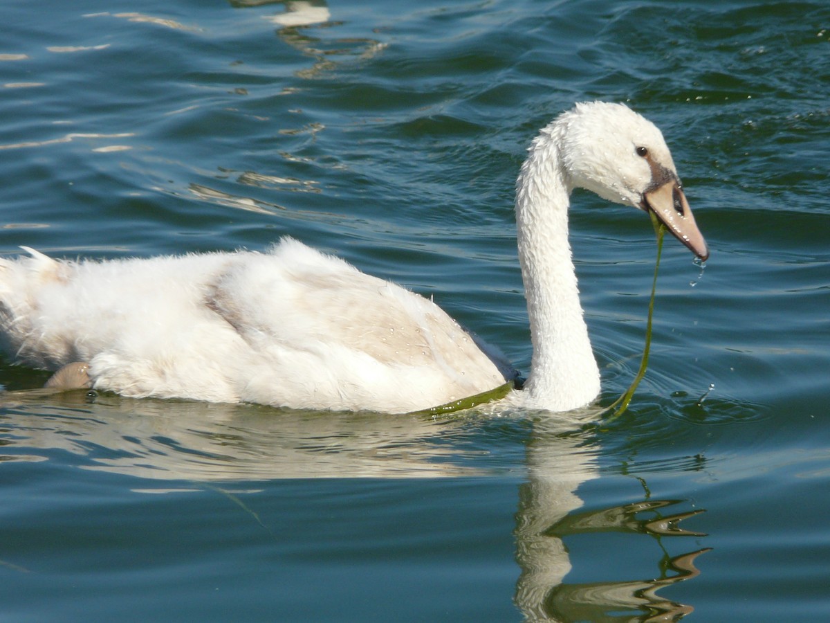 Mute Swan - Bill Crins