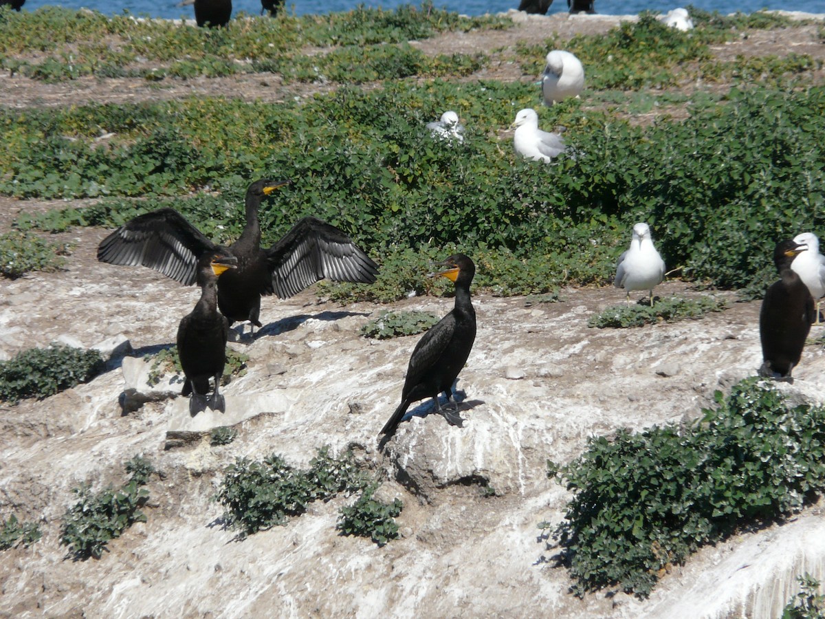 Double-crested Cormorant - Bill Crins